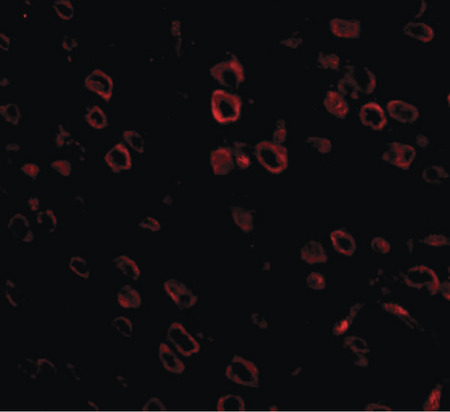 Immunofluorescence of FKBP15 in mouse brain tissue with FKBP15 antibody at 20 ug/ml.