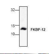 Western blot of FKBP12 antibody LS-C48578.