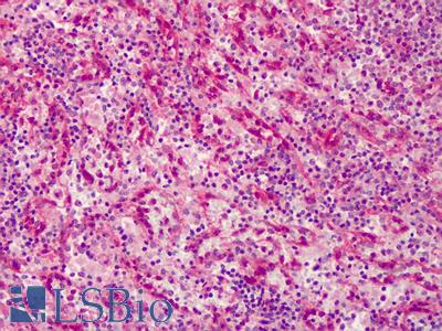 Anti-FKBP1A / FKBP12 antibody IHC of human spleen. Immunohistochemistry of formalin-fixed, paraffin-embedded tissue after heat-induced antigen retrieval. Antibody LS-B2265 concentration 5 ug/ml.