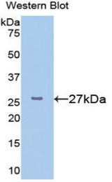 Western blot of recombinant FKBP25 / FKBP3.