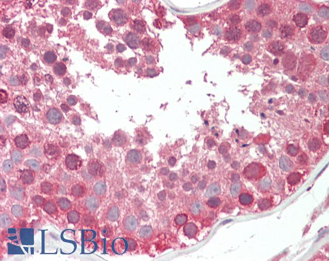 Anti-COG7 antibody IHC staining of human testis. Immunohistochemistry of formalin-fixed, paraffin-embedded tissue after heat-induced antigen retrieval. Antibody LS-B10299 concentration 5 ug/ml.
