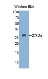 Western blot of recombinant FKBP25 / FKBP3.