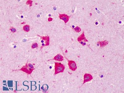 Anti-FKBP3 antibody IHC of human brain, cortex. Immunohistochemistry of formalin-fixed, paraffin-embedded tissue after heat-induced antigen retrieval. Antibody LS-B5026 concentration 5 ug/ml.