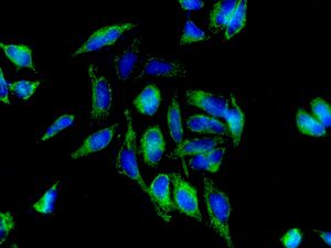 Immunofluorescent staining of HeLa cells using anti-FKBP8 / FKBP38 antibody.
