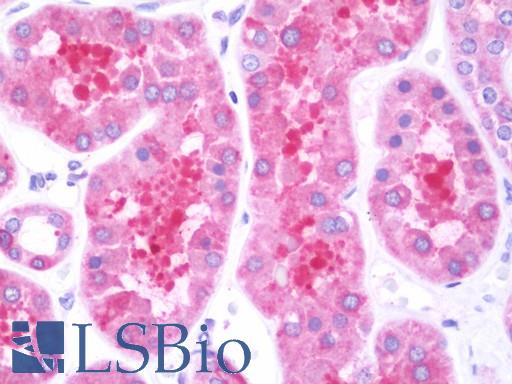 Anti-FKBP38 / FKBP8 antibody IHC staining of human kidney. Immunohistochemistry of formalin-fixed, paraffin-embedded tissue after heat-induced antigen retrieval. Antibody LS-B10769 concentration 7.5 ug/ml.