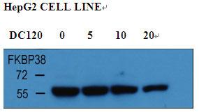 With HepG2 cell line lysate, the resolved proteins were electrophoretically transferred to PVDF membrane and incubated sequentially with primary antibody FKBP38 (1:1000, 4 degrees C overnight ) and horseradish peroxidase-conjugated second antibody. After washing, the bound antibody complex was detected using an ECL chemiluminescence reagent and XAR film (Kodak).