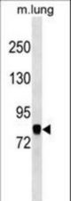 COG7 Antibody western blot of mouse lung tissue lysates (35 ug/lane). The COG7 antibody detected the COG7 protein (arrow).