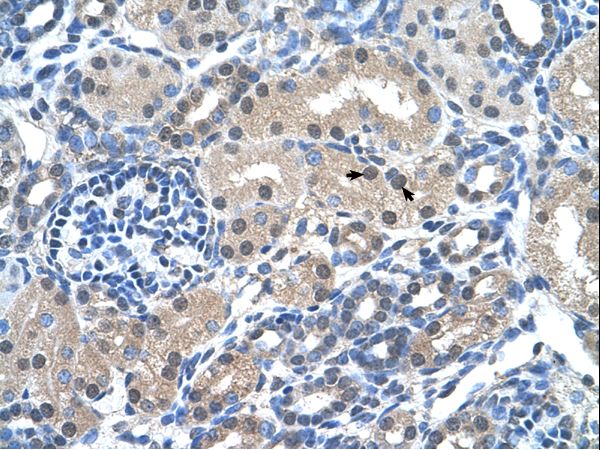 FKBP6 antibody LS-C31945 was used in IHC to stain formalin-fixed, paraffin-embedded human kidney.