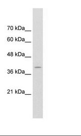 HepG2 Cell Lysate