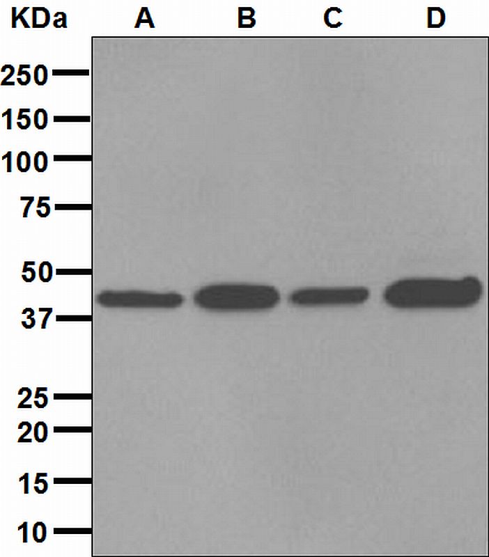 Western blot analysis on (A) Molt-4, (B) Saos-2, (C) 293T, and (D) human heart lysates using anti-FKBP6 antibody.