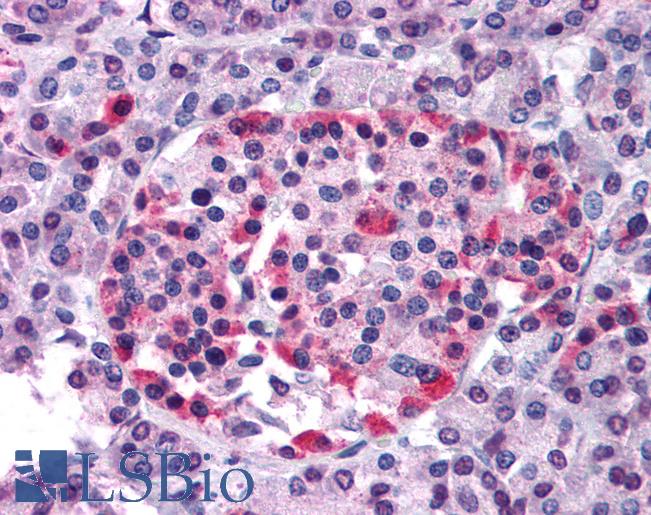 Anti-GPR81 antibody LS-A2089 IHC of human pancreas. Immunohistochemistry of formalin-fixed, paraffin-embedded tissue after heat-induced antigen retrieval.
