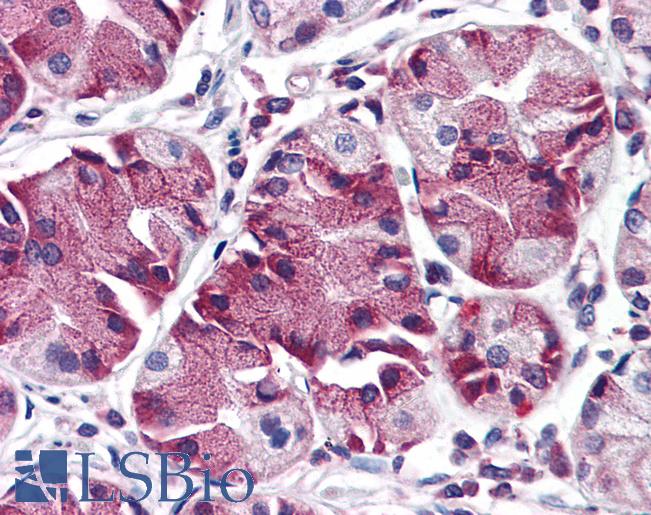 Anti-MBOAT4 antibody LS-A9974 IHC of human stomach. Immunohistochemistry of formalin-fixed, paraffin-embedded tissue after heat-induced antigen retrieval.