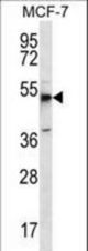 MBOAT4 Antibody western blot of MCF-7 cell line lysates (35 ug/lane). The MBOAT4 antibody detected the MBOAT4 protein (arrow).