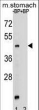 Western blot of MBOAT4 Antibody antibody pre-incubated without(lane 1) and with(lane 2) blocking peptide in mouse stomach tissue lysate. MBOAT4 (arrow) was detected using the purified antibody.