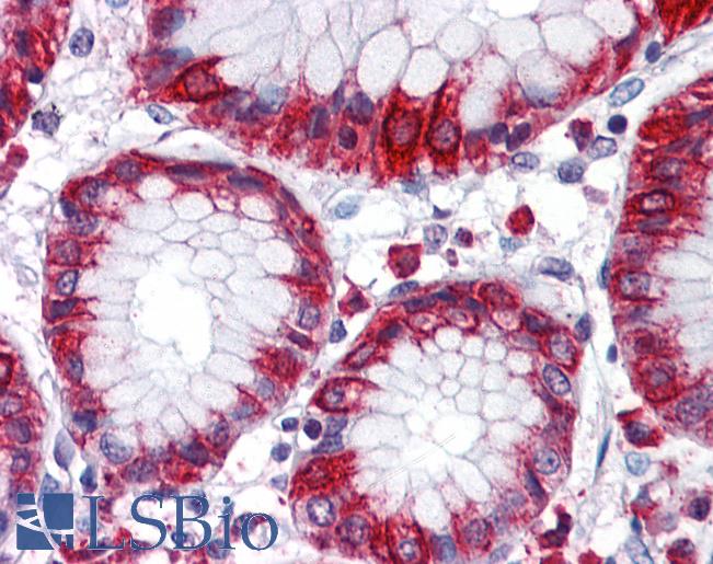 Anti-MBOAT4 antibody LS-A9976 IHC of human stomach. Immunohistochemistry of formalin-fixed, paraffin-embedded tissue after heat-induced antigen retrieval.