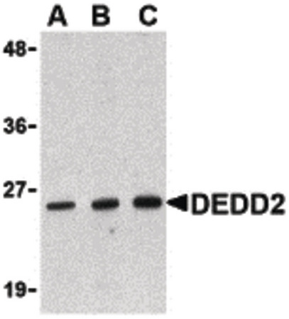Western blot of DEDD2 in RAW264.7 cell lysate with DEDD2 antibody at (A) 0.5, (B) 1 and (C) 2 ug/ml.