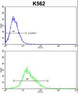 FLCN Antibody flow cytometry of k562 cells (bottom histogram) compared to a negative control cell (top histogram). FITC-conjugated goat-anti-rabbit secondary antibodies were used for the analysis.