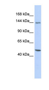 FLII antibody Western blot of OVCAR-3 cell lysate.