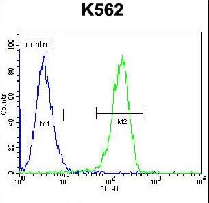 CPSF7 Antibody flow cytometry of K562 cells (right histogram) compared to a negative control cell (left histogram). FITC-conjugated goat-anti-rabbit secondary antibodies were used for the analysis.