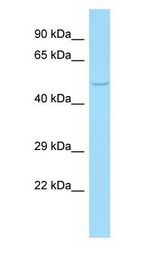 FLOT1 / Flotillin 1 antibody Western Blot of HeLa.