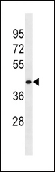 FLOT1 Antibody western blot of HepG2 cell line lysates (35 ug/lane). The FLOT1 antibody detected the FLOT1 protein (arrow).