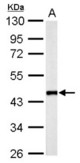 Flotillin 2 antibody [C3], C-term detects FLOT2 protein by Western blot analysis. A. 50 ug mouse brain lysate/extract. 10 % SDS-PAGE. Flotillin 2 antibody [C3], C-term dilution:1:1000