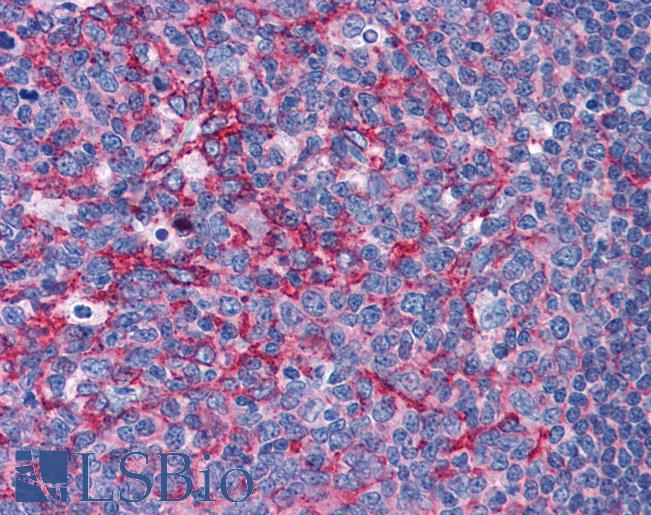 Anti-FLOT2 / Flotillin 1 antibody IHC of human tonsil. Immunohistochemistry of formalin-fixed, paraffin-embedded tissue after heat-induced antigen retrieval. Antibody LS-B4923 concentration 3.75 ug/ml.