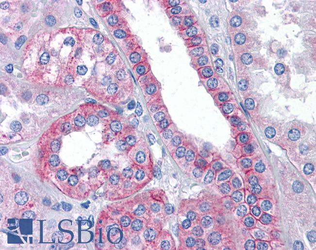 Anti-FLOT2 / Flotillin 1 antibody IHC of human kidney. Immunohistochemistry of formalin-fixed, paraffin-embedded tissue after heat-induced antigen retrieval. Antibody LS-B4923 concentration 3.75 ug/ml.