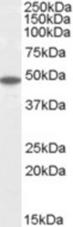 FLOT2 antibody (0.1 ug/ml) staining of Human Brain (Cerebellum) lysate (35 ug protein/ml in RIPA buffer). Primary incubation was 1 hour. Detected by chemiluminescence.