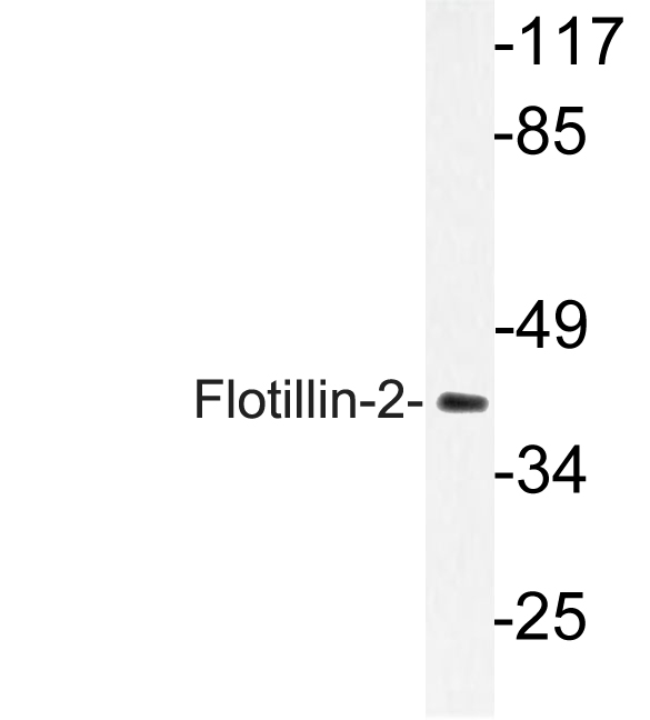 Western blot of Flotillin-2 (R144) pAb in extracts from A549 cells.