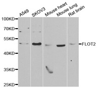 Western blot analysis of extracts of various cell lines, using FLOT2 antibody.