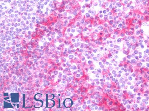 Anti-FLOT2 / Flotillin 2 antibody IHC staining of human tonsil. Immunohistochemistry of formalin-fixed, paraffin-embedded tissue after heat-induced antigen retrieval. Antibody LS-B11418 concentration 20 ug/ml.