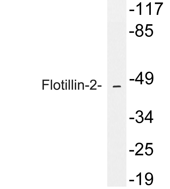 Western blot of Flotillin-2 antibody in extracts from A549 cells.