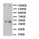WB of FLOT2 / Flotillin 2 antibody. Lane 1: Rat Lung Tissue Lysate. Lane 2: 293T Cell Lysate..