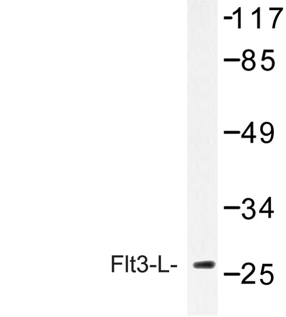 Western blot of Flt3-L (H206) pAb in extracts from Jurkat cells.