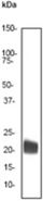 Western blot analysis on 10 uL recombinant protein using anti-Flt3-L antibody, dilution 1:100000.