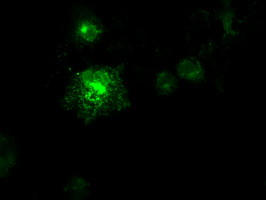 Anti-FLT3LG mouse monoclonal antibody immunofluorescent staining of COS7 cells transiently transfected by pCMV6-ENTRY FLT3LG.