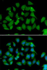 Immunofluorescence blot of HeLa cell using FMO1 antibody. Blue: DAPI for nuclear staining.