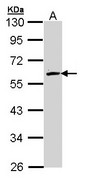 Sample (30 ug of whole cell lysate). A: Hep G2 . 10% SDS PAGE. FMO2 antibody diluted at 1:1000.