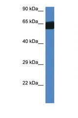FMO3 antibody LS-C145266 Western blot of Mouse Heart lysate. Antibody concentration 1 ug/ml.