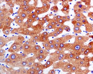 IHC of paraffin-embedded human liver tissue using anti-FMO3 antibody.