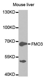 Western blot analysis of extracts of mouse liver cell lines, using FMO3 antibody.