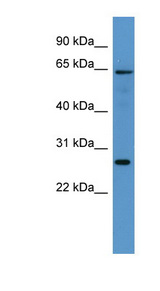 FMO4 antibody LS-C135175 Western blot of Rat Brain lysate.