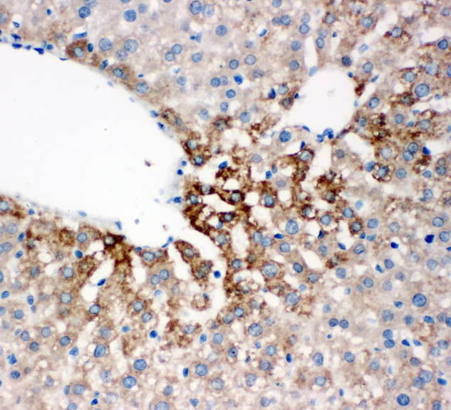FMO4 antibody. IHC(P): Rat Liver Tissue.