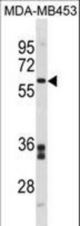 FMO5 Antibody western blot of MDA-MB453 cell line lysates (35 ug/lane). The FMO5 antibody detected the FMO5 protein (arrow).