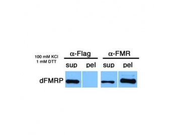 Immunoprecipitation - Drosophila FMR1 antibody [6A15] using tissue lysate from Drosophila cellularizing embryos