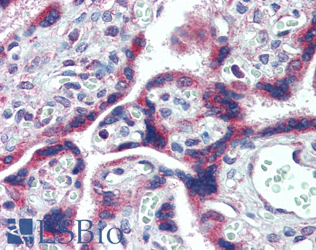 Anti-FMR1 antibody IHC of human placenta. Immunohistochemistry of formalin-fixed, paraffin-embedded tissue after heat-induced antigen retrieval. Antibody LS-B3953 concentration 2.5 ug/ml.