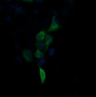 Anti-FNDC4 mouse monoclonal antibody immunofluorescent staining of COS7 cells transiently transfected by pCMV6-ENTRY FNDC4.