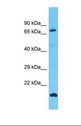 Western blot of Human THP-1. FNDC7 antibody dilution 1.0 ug/ml.