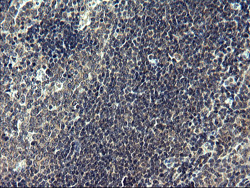 IHC of paraffin-embedded Human lymph node tissue using anti-FNDC8 mouse monoclonal antibody. (Heat-induced epitope retrieval by 1 mM EDTA in 10mM Tris, pH8.5, 120°C for 3min).